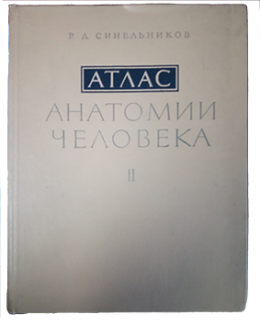 anatomski_atlas_sine