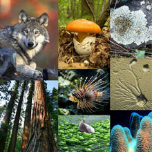 biologija